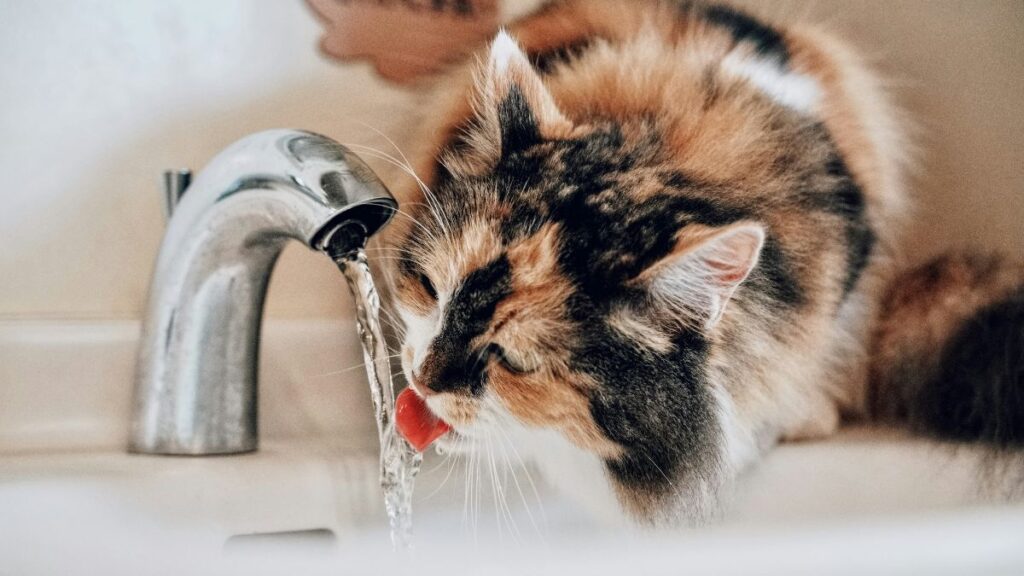 chat ne boit pas assez eau solution