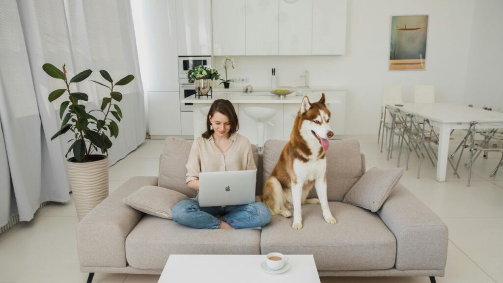 accessoires chiens appartement
