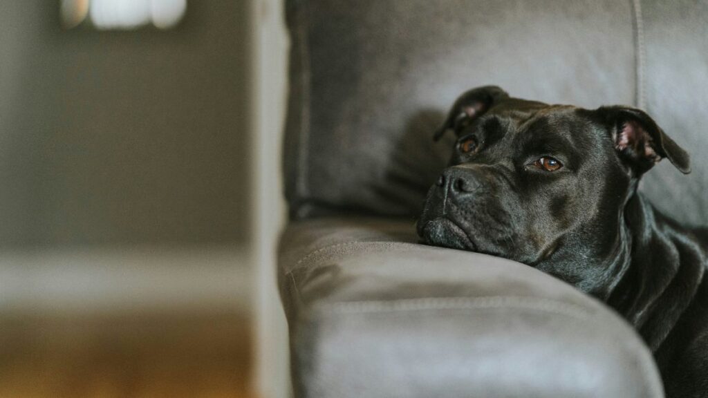 chien aboie appartement solutions