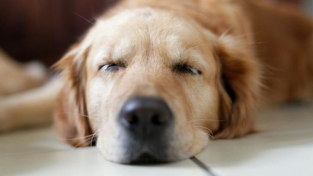 meilleurs lits coussins chiens