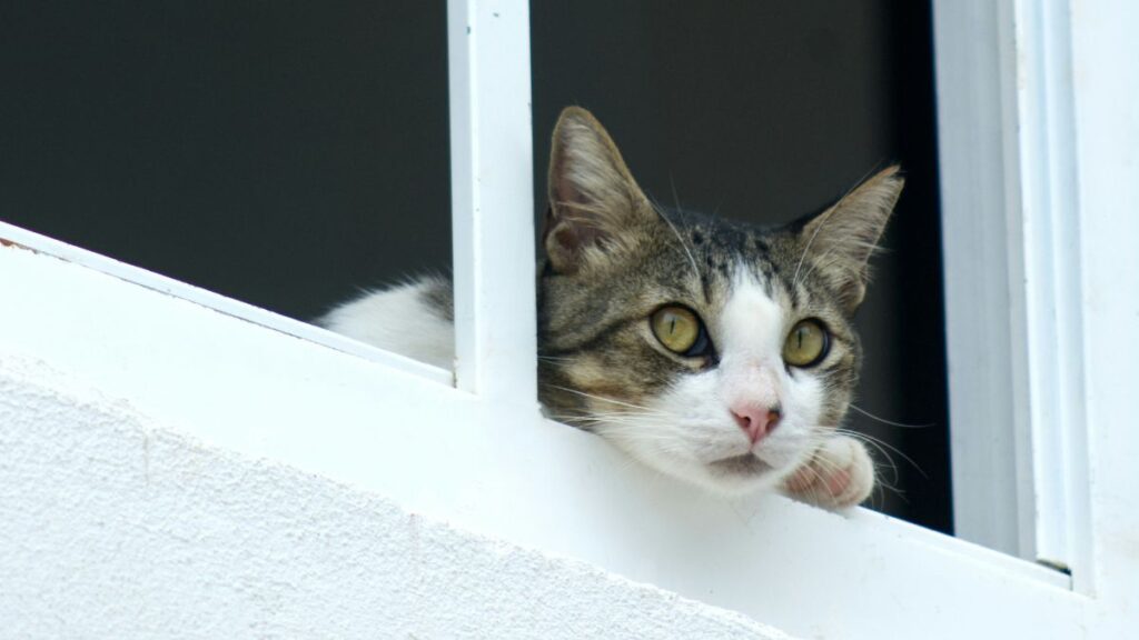 prendre soin chat appartement