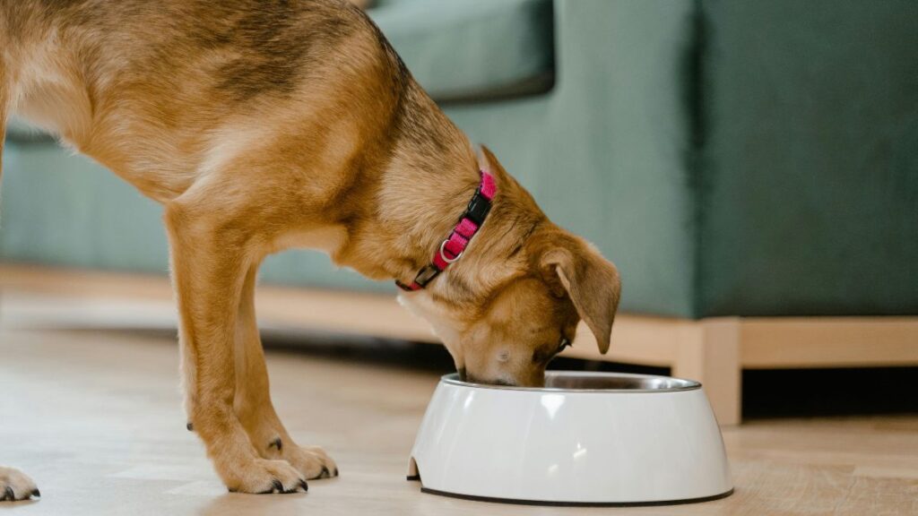 alimentation chien appartement