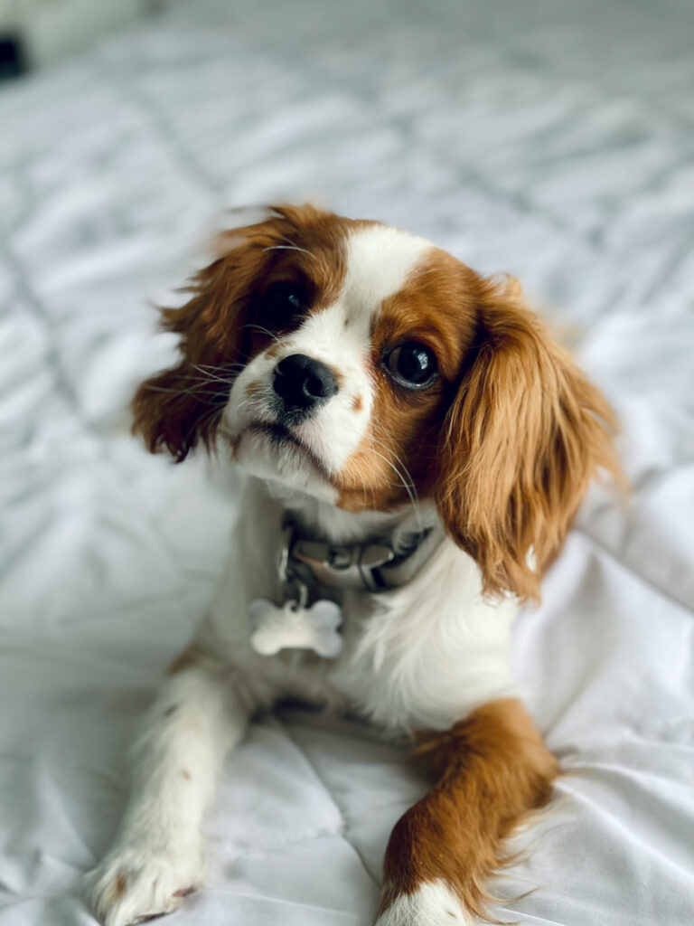 cavalier king charles