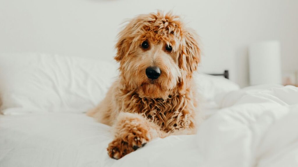 chien hypoallergénique