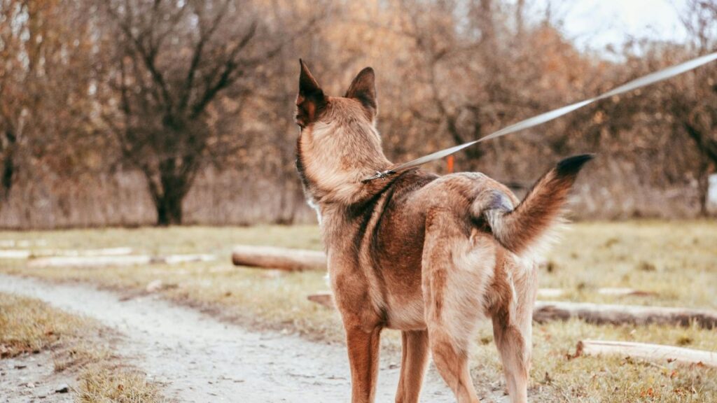 chien tire en laisse