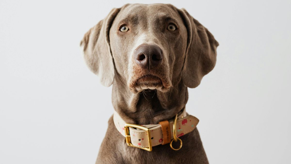 Les meilleurs colliers pour chiens en 2026