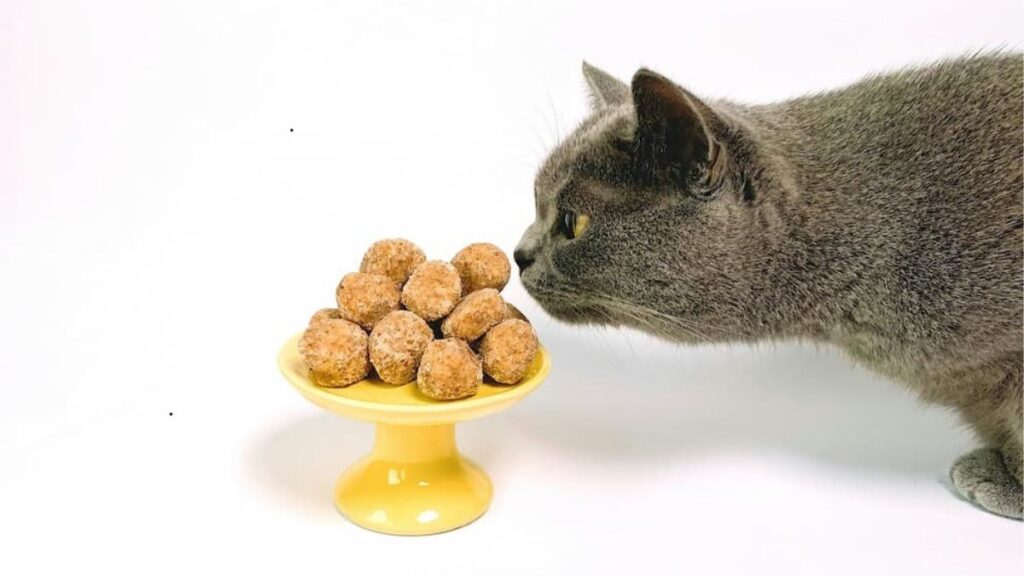 croquettes pour chats