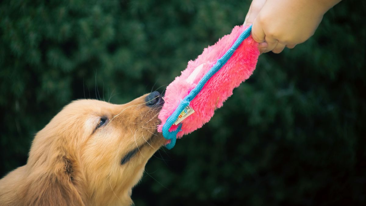 Les 7 meilleurs jouets interactifs pour chiens — Guide complet