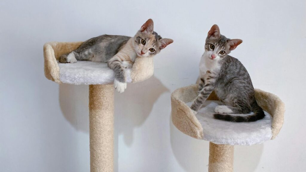 meilleurs arbres à chat