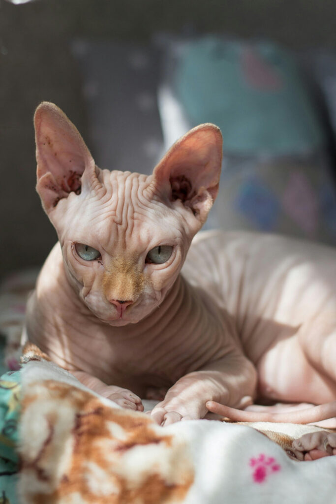 sphynx
