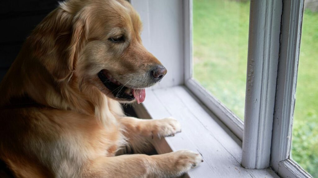 chien s'ennuie seul maison