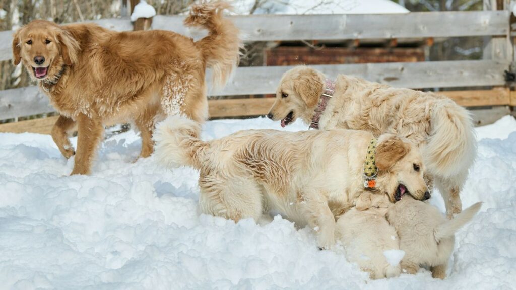 meilleures races chiens