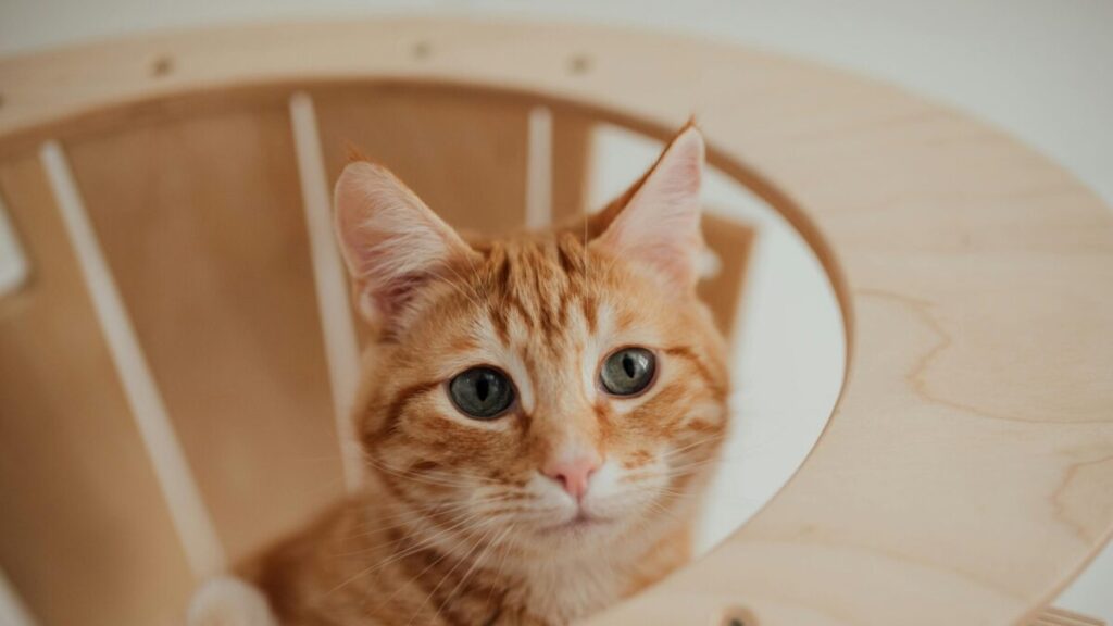 Close-up of a ginger tabby cat sitting inside a stylish wooden chair, looking curious.