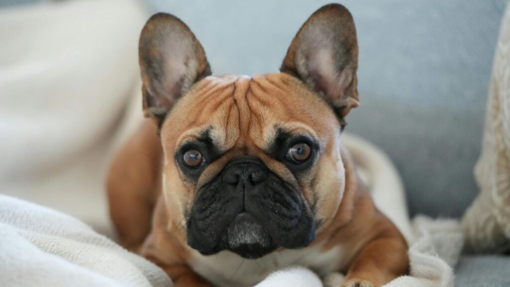 Bouledogue Français