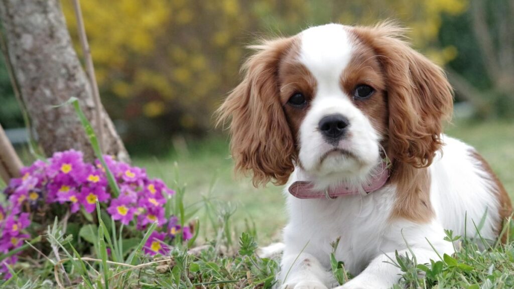 cavalier king charles
