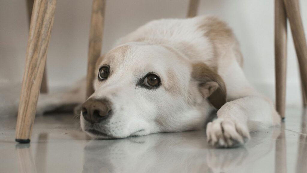 chien anxieux