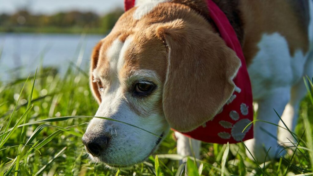 mon chien mange du gazon