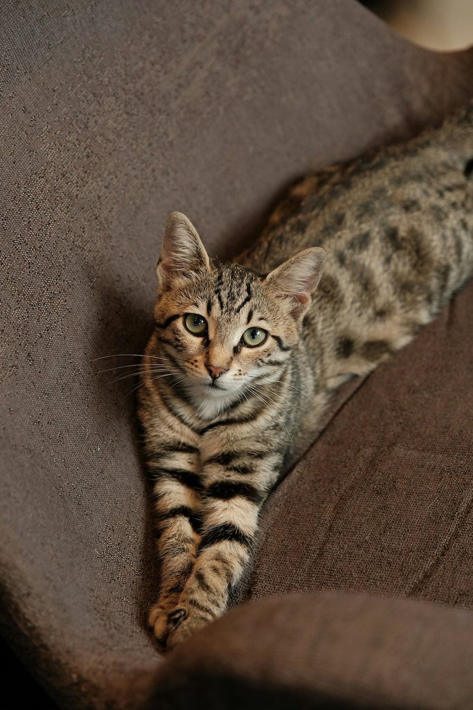 Chat Savannah