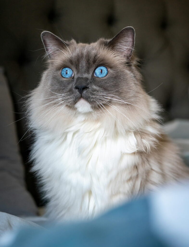 chat balinais