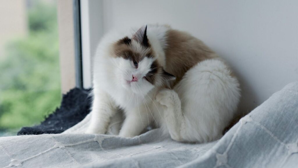 chat puce