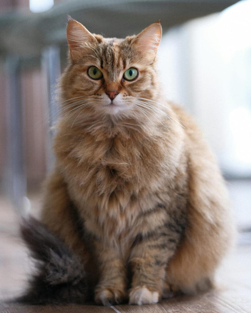 chat sibérien