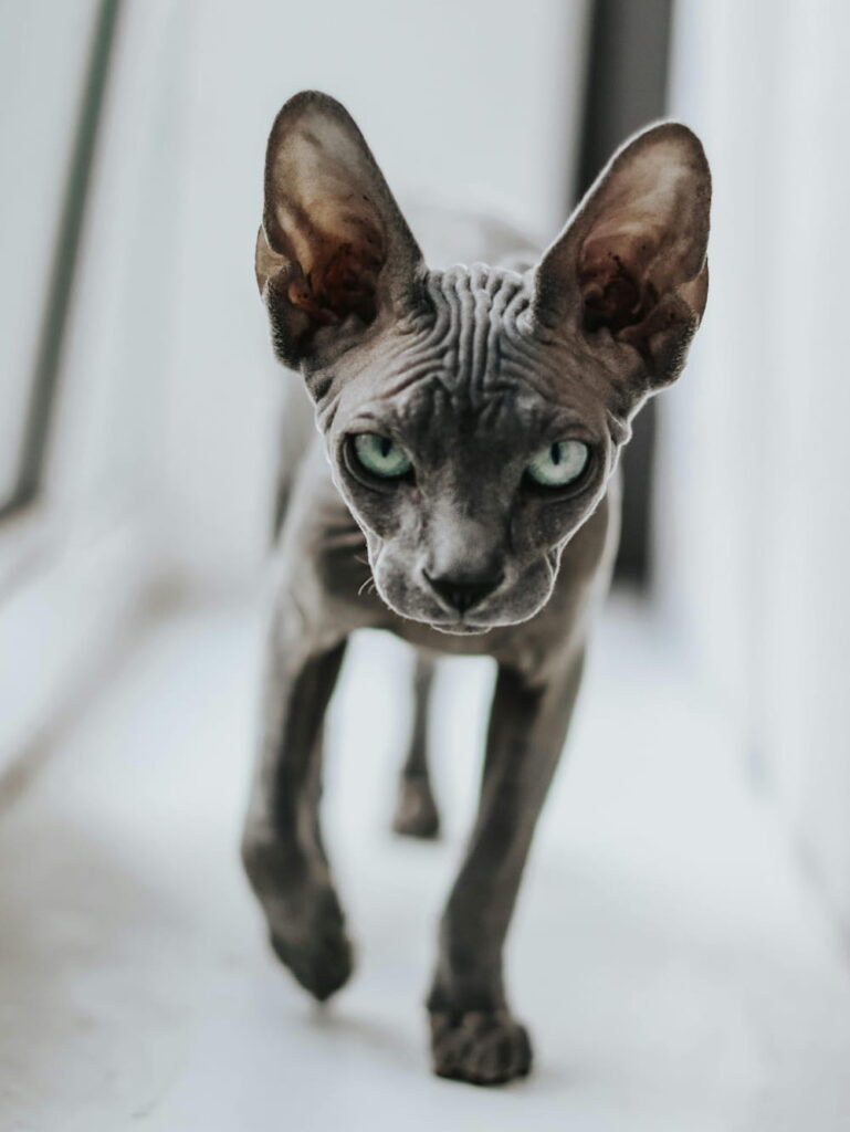 chat sphynx