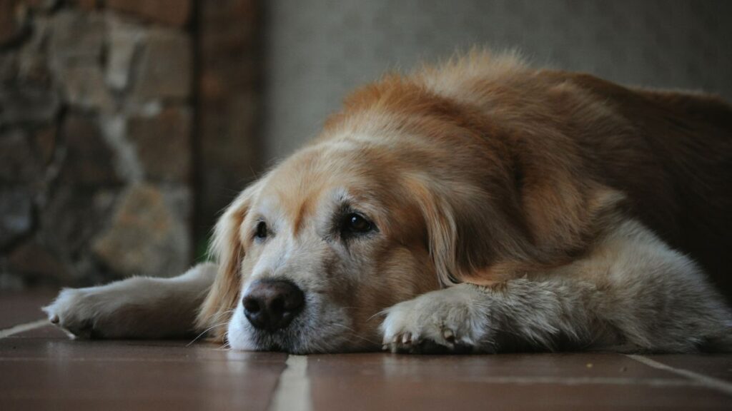 chien age arthrose douleur articulaire repos salon quebec