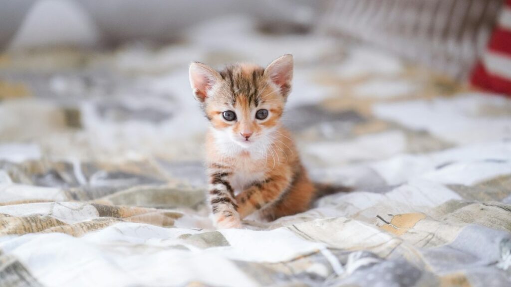 noms pour chats