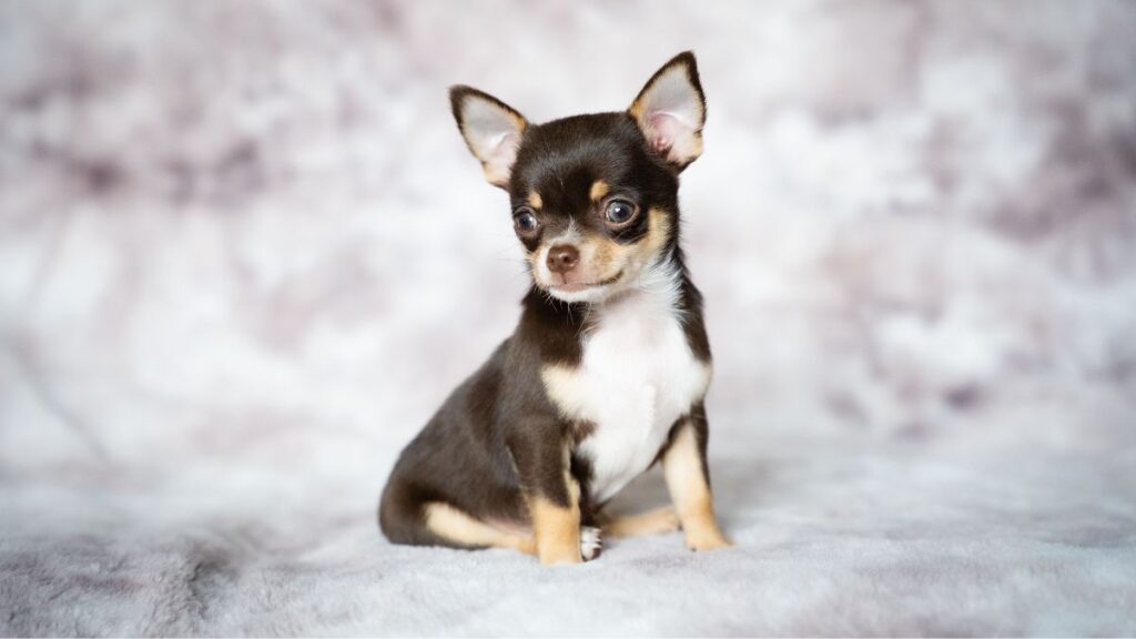 Chihuahua