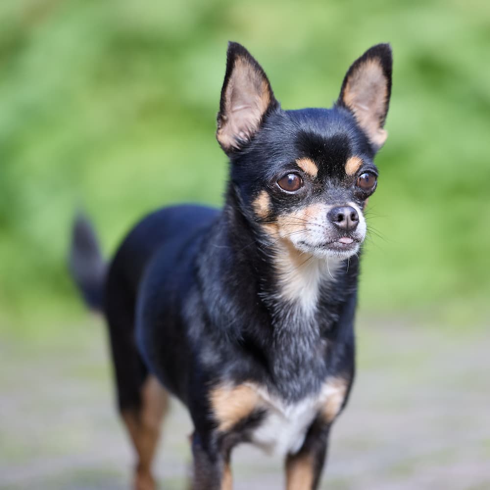 Chihuahua poil court