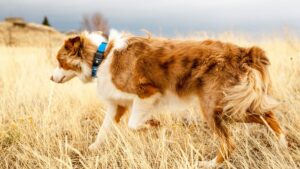 GPS pour chien