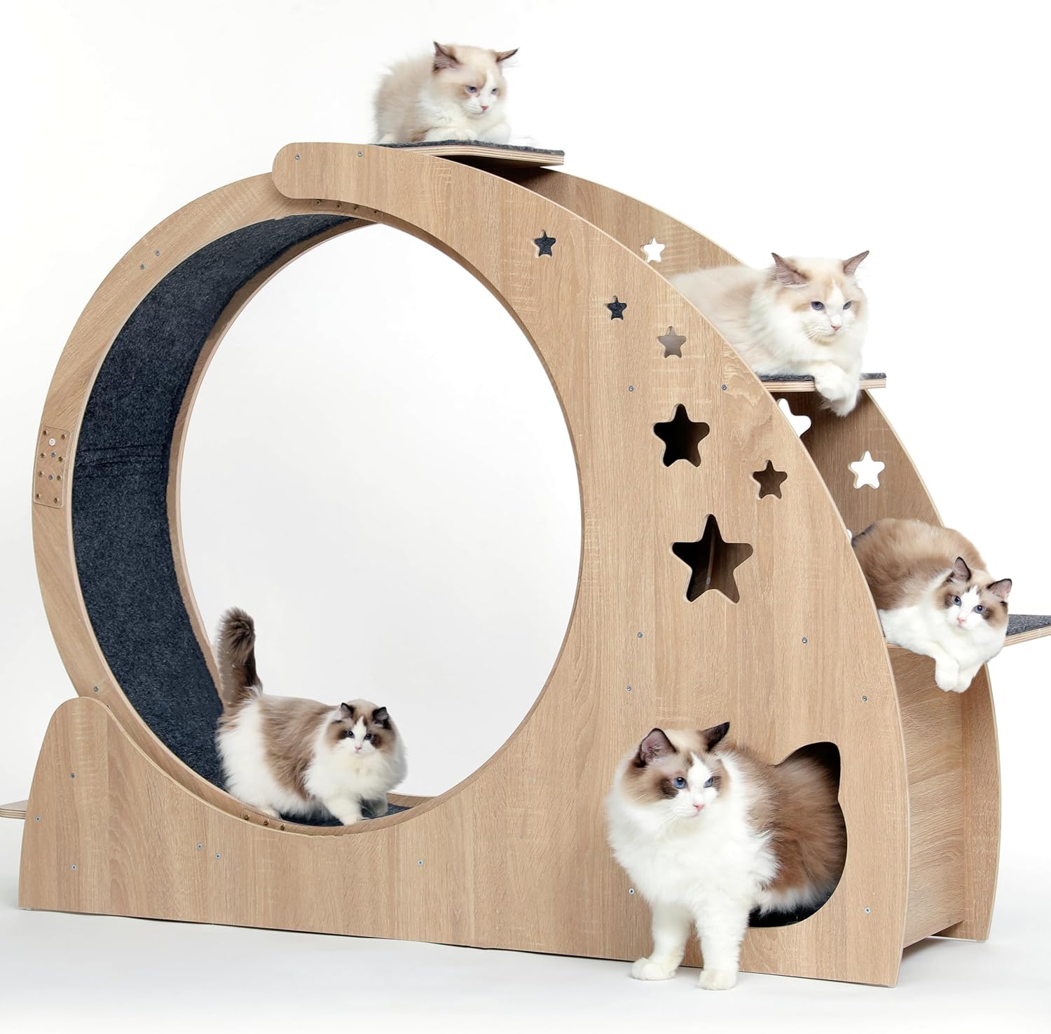 Roue exercice chat - CYlively