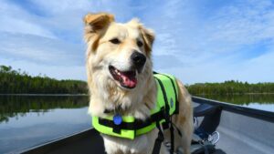 veste de sauvetage pour chien
