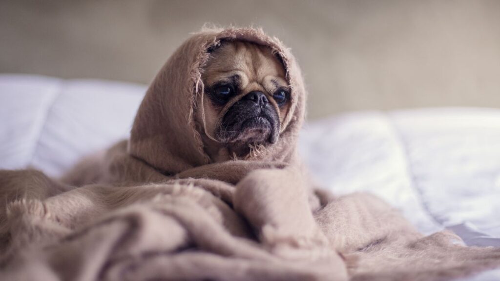 Chien tremble
