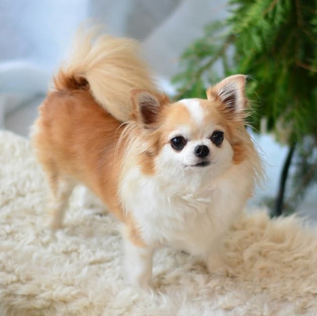 Chihuahua poil long