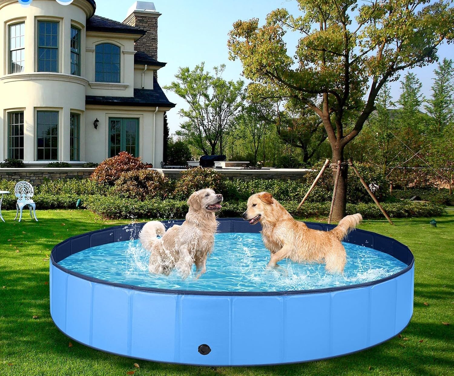 Meilleure piscine pour chien