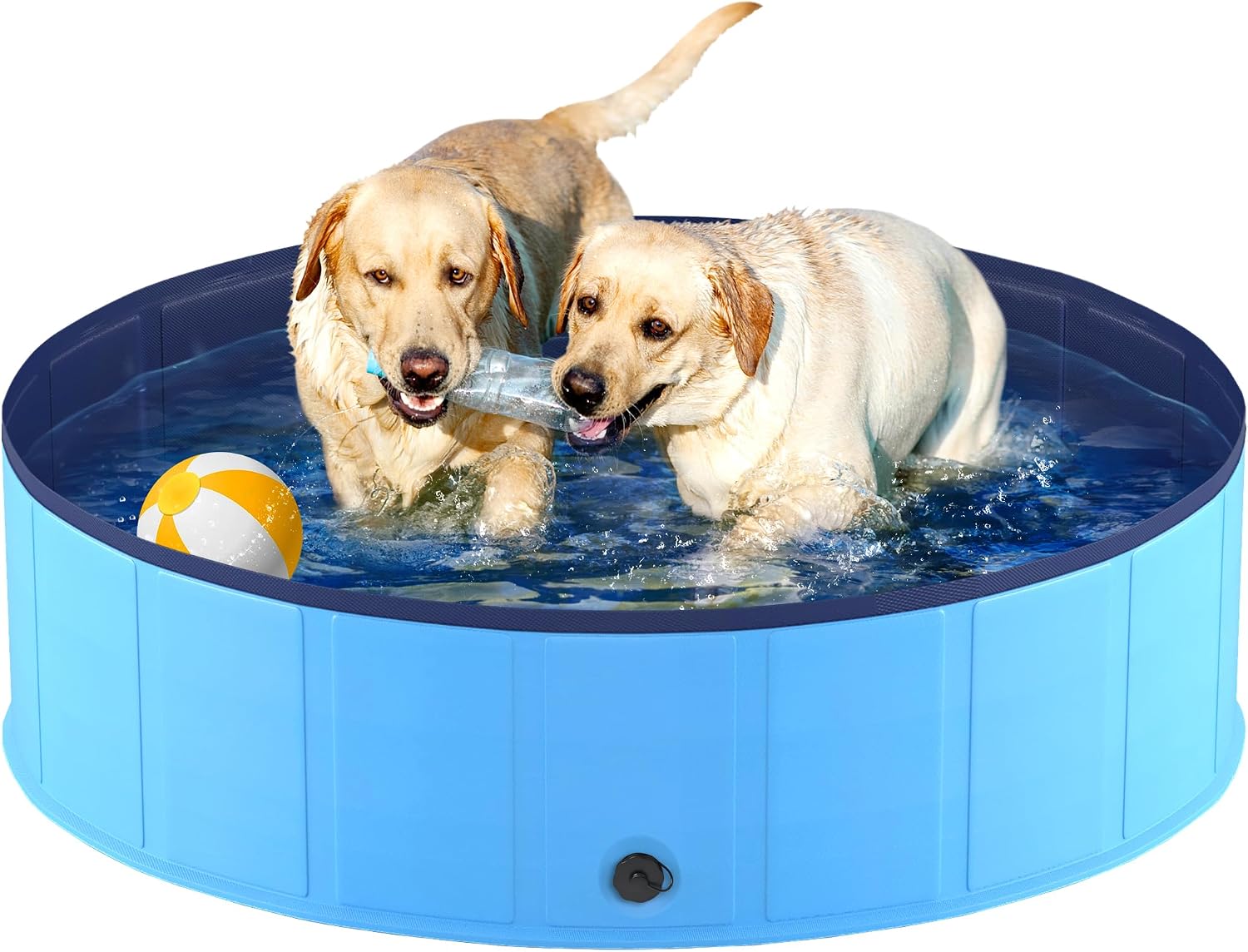 meilleure piscine pour chien