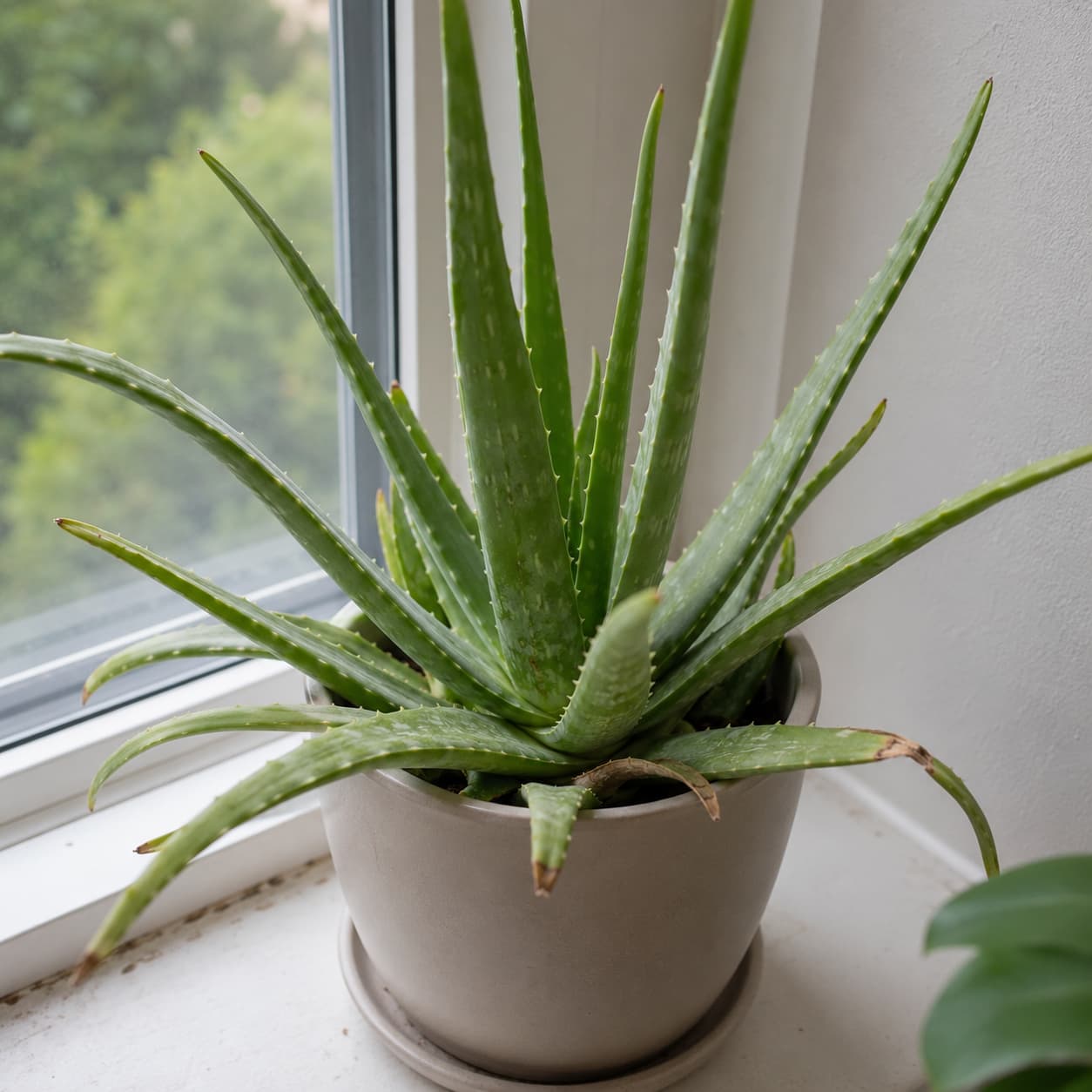 Plante toxique chat chien Aloe vera