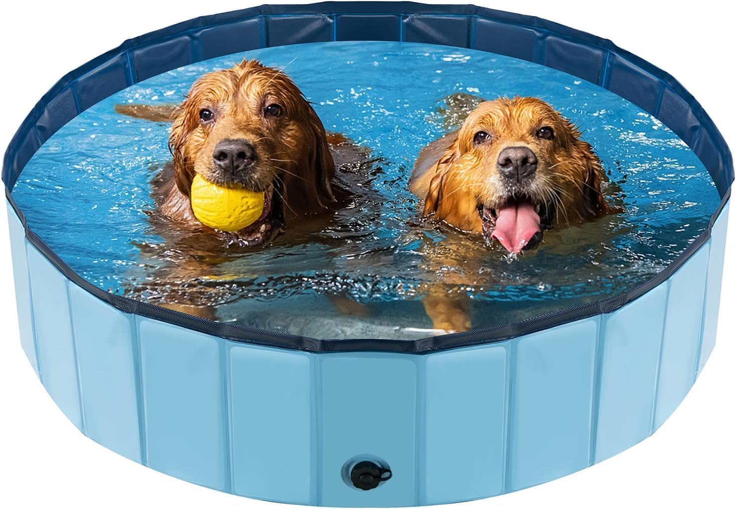 petite piscine chien