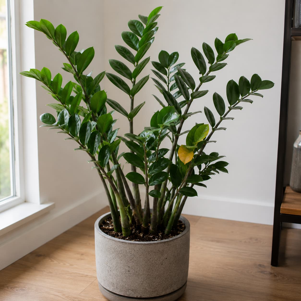 Plante toxique chat chien ZZ Plant (Zamioculcas)