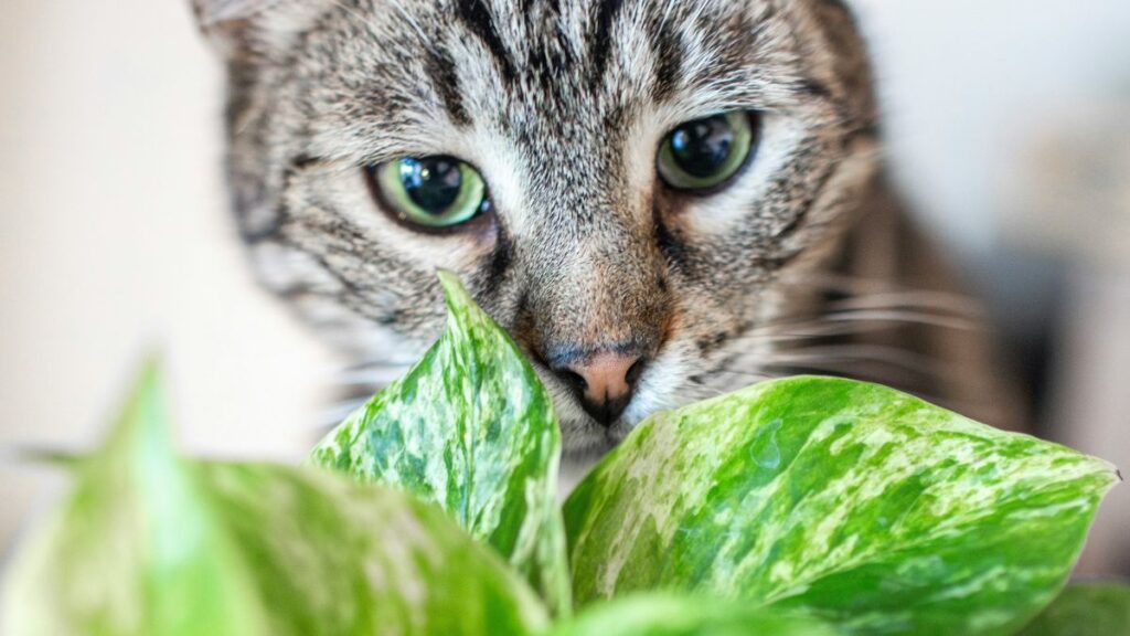 Plantes toxiques pour les chats