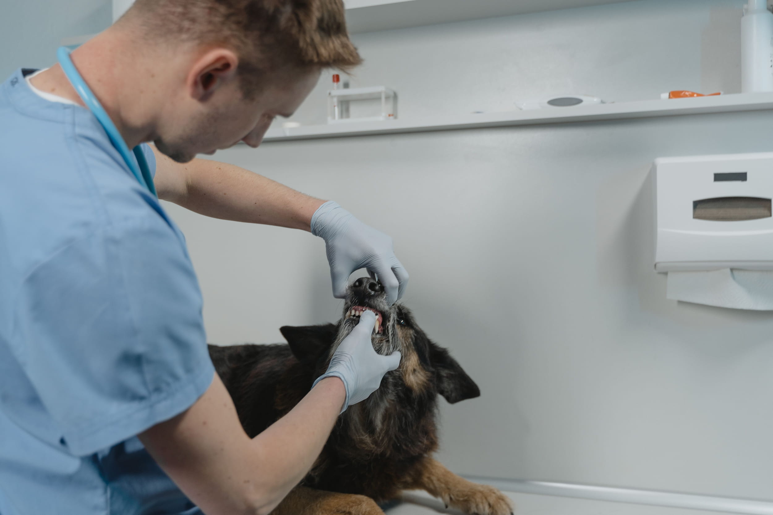 Vétérinaire examinant la gueule et les gencives rouges d'un chien