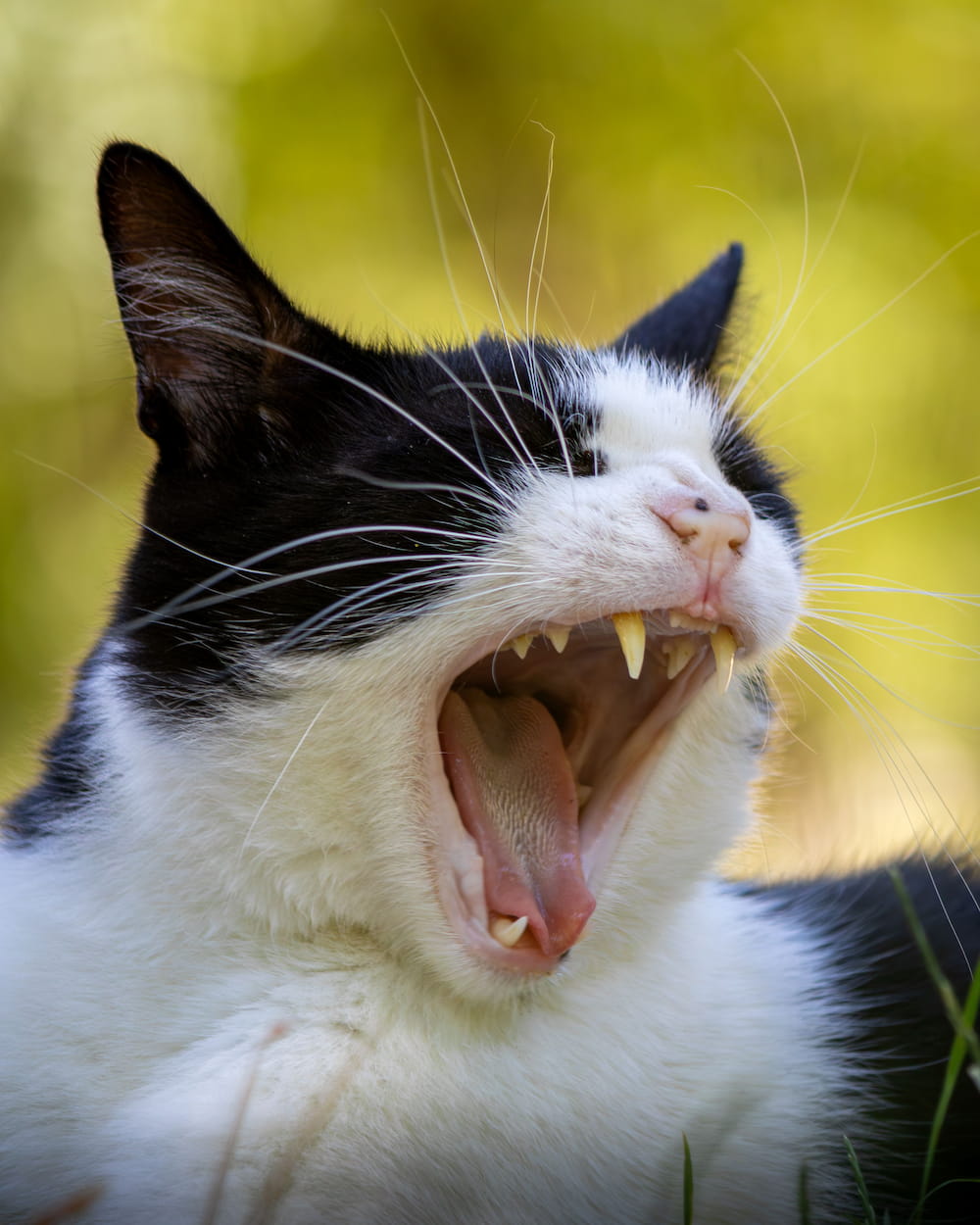mauvaise haleine chat