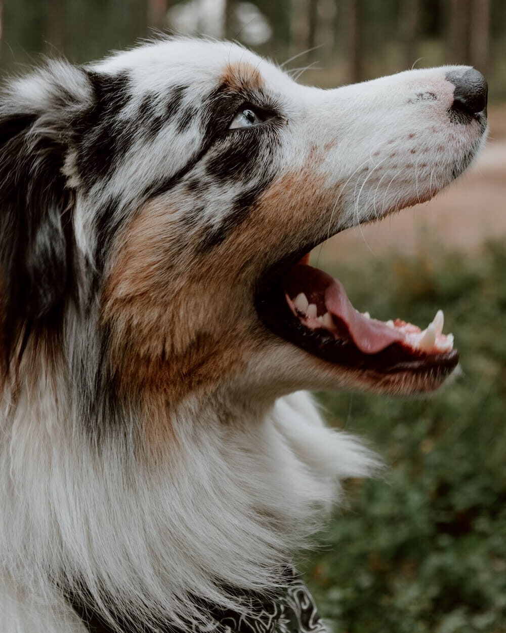 mauvaise haleine chien