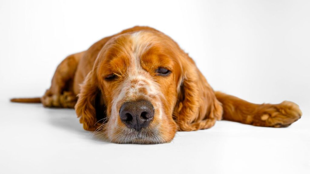 diarrhee-chien