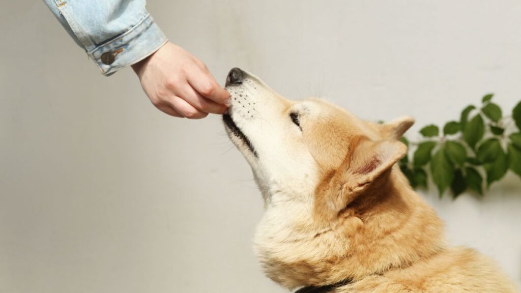 probiotique chien