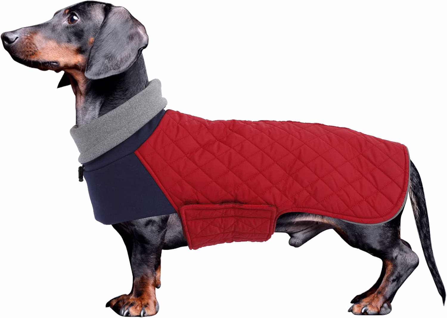 Manteau teckel