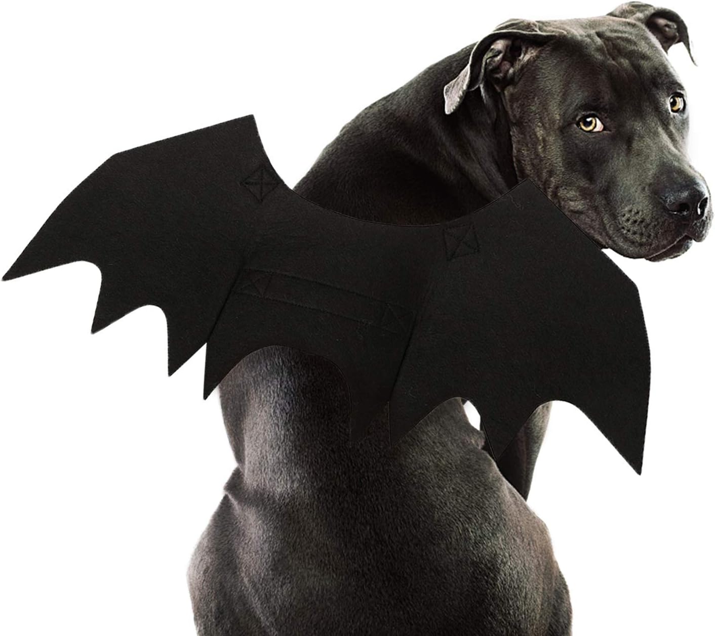Costume chauve-souris pour chien