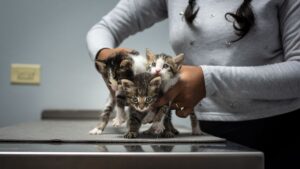 Vétérinaire examinant un chaton pour la panleucopénie féline (typhus du chat)